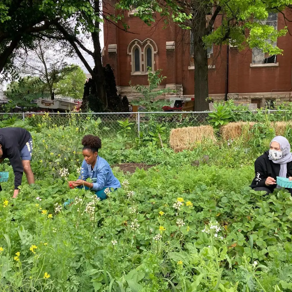 New Roots Urban Farm – working towards a sustainable local food system